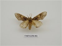 藏品(白菇舟蛾)的圖片